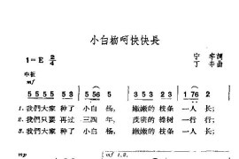 小白杨啊快快长简谱