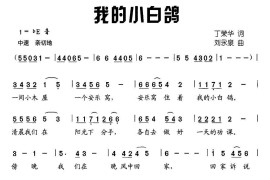 我的小白鸽简谱