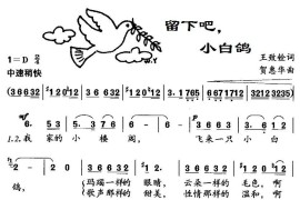 留下吧，小白鸽简谱