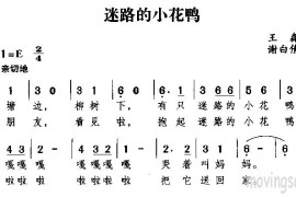 迷路的小花鸭简谱